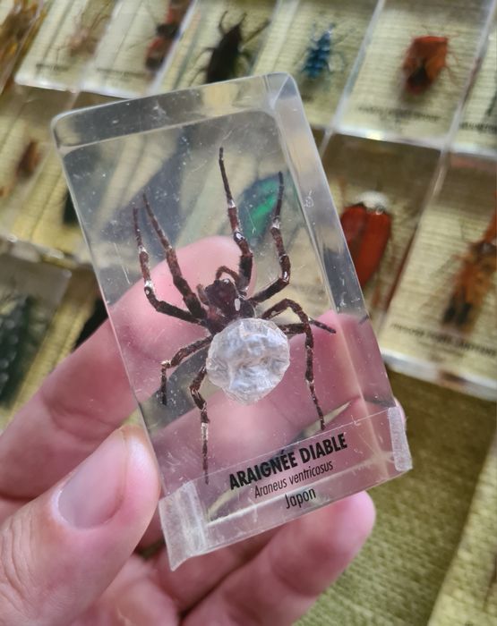 Insecte Reale DeAgostini Franta Insectar Incadrate In Rasina Copii