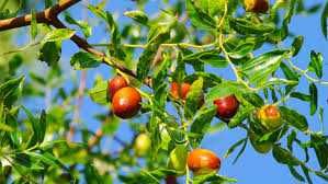 Хинап сорт „Ли“ (Li)
ГИГАНСКИ 
В плододаваща възраст !!!