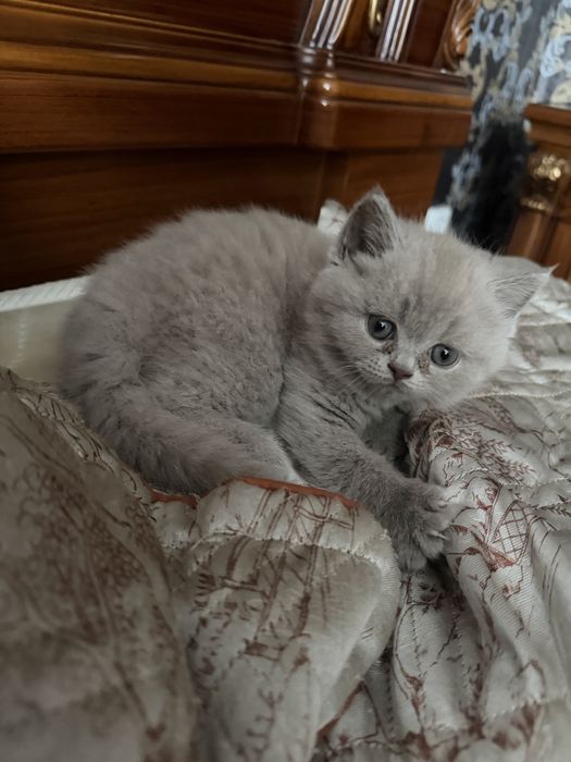Шотланские котята