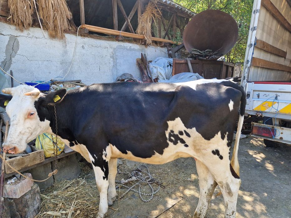 vând vaci gestante și taur