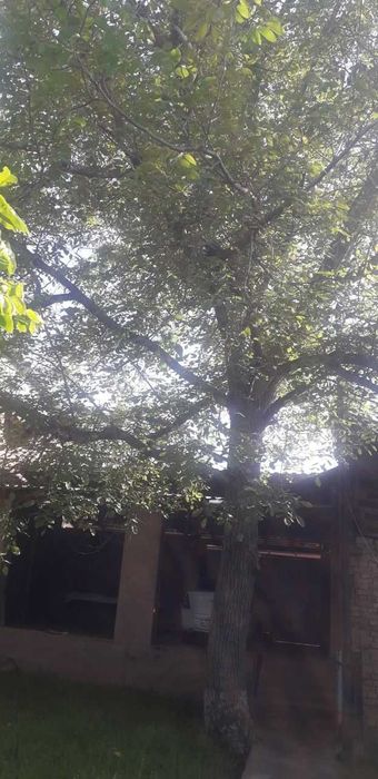 катта ёнгок дарахти