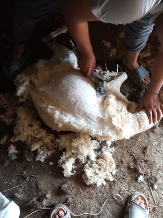 Qóy yungi olib berish xizmati