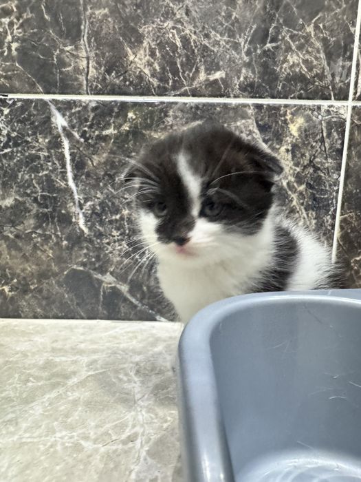 Котята шотландские вислоухие