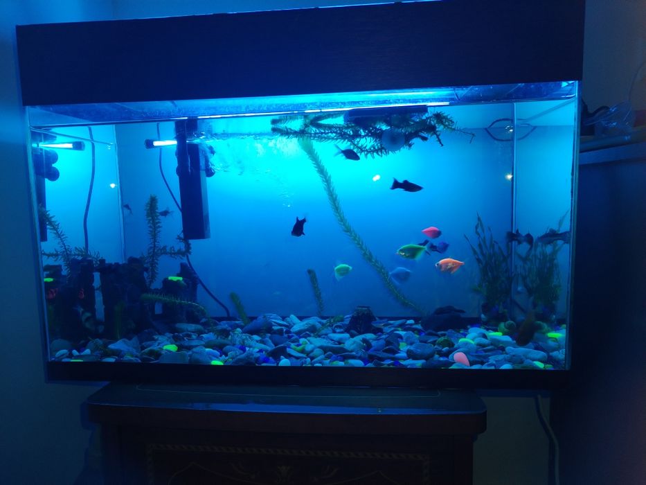 Аквариум с рыбками