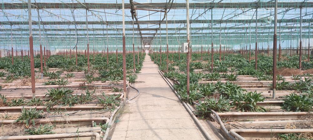 Сдам в аренду теплицу