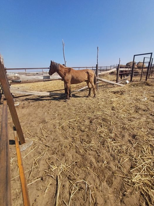 Жылқы Мұғалжар сатылады