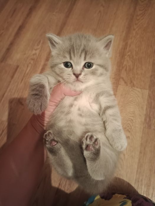 Шотландские котятки Резерв
