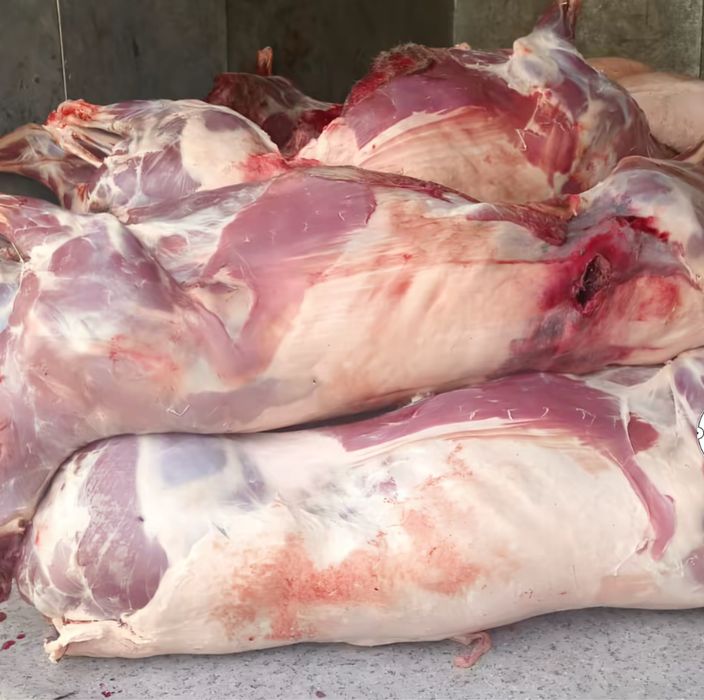 Продается мясо Сайгака