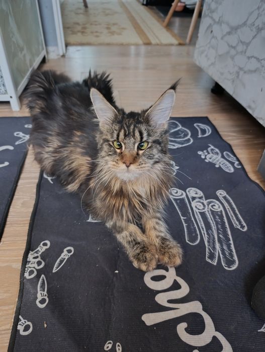 Продам Мейн кун девочка