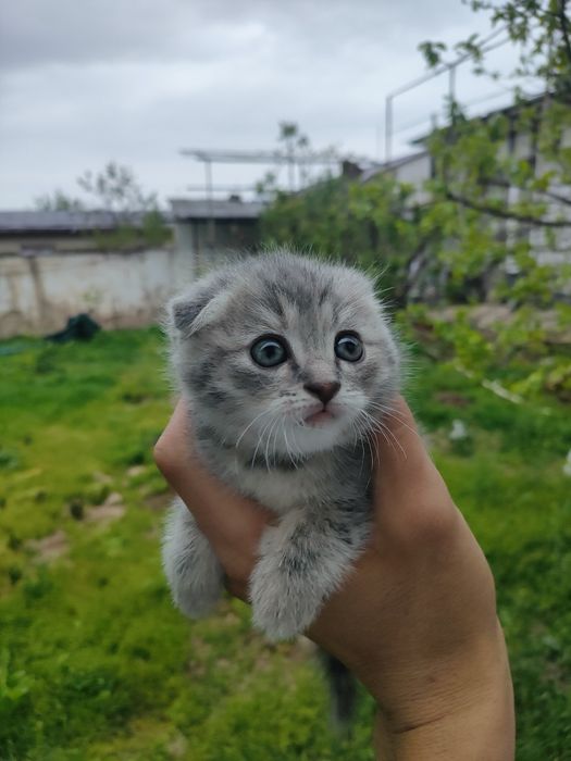 Mushukcha skotish fold