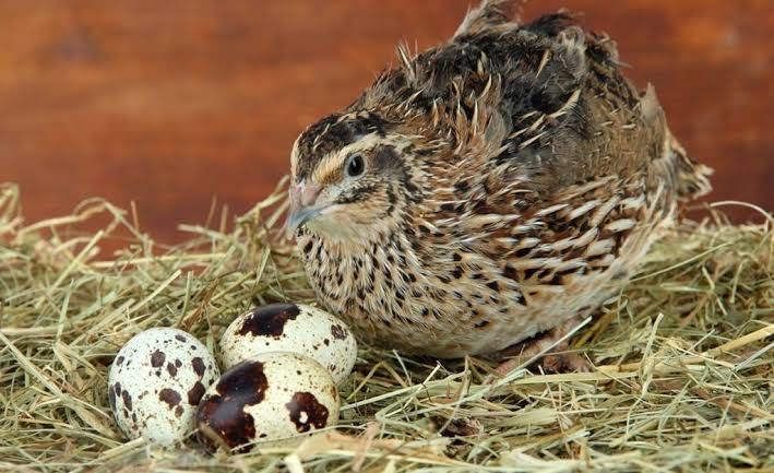 Италианская бедона итальанская перепелка  учун инкубатор