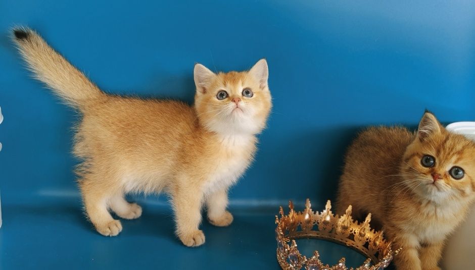 Золото Котята шиншилла