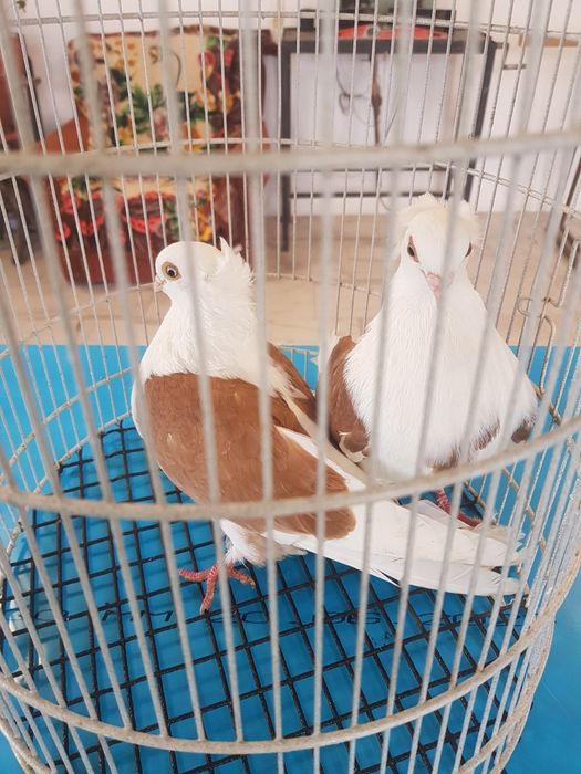 Porumbei jucători de Amara