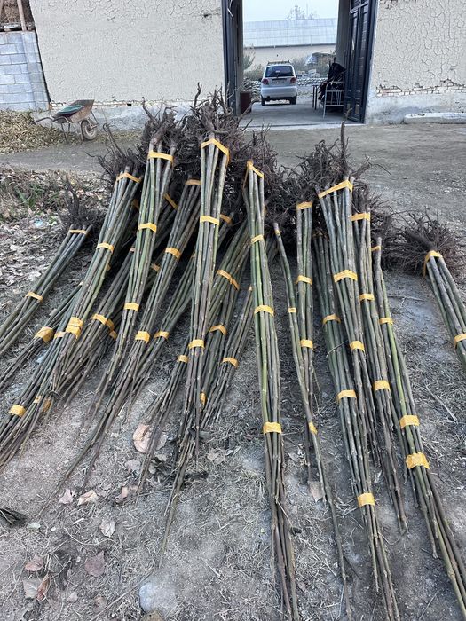 Павловния бор Pavloniya sotiladi