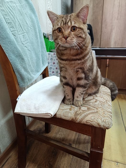 Чистакровний британский