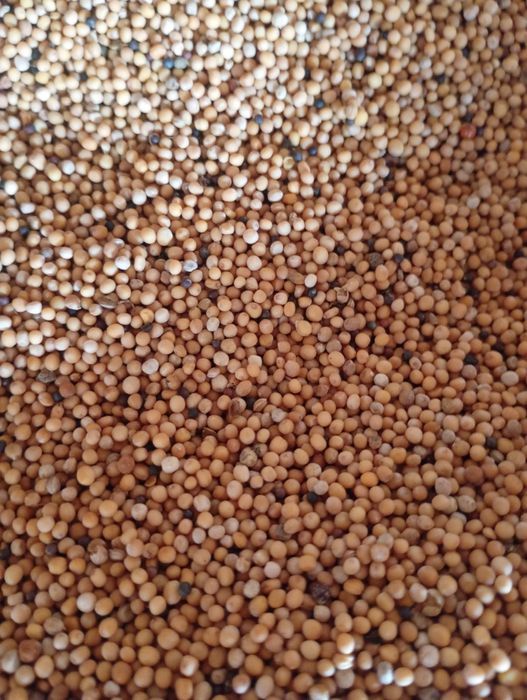 Mustar boabe pentru înverzire