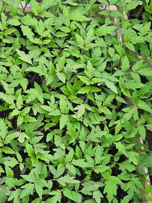 Продается рассада