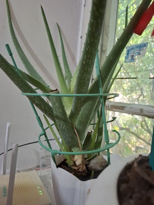 Алоэ вера лечебное 3 года, продам