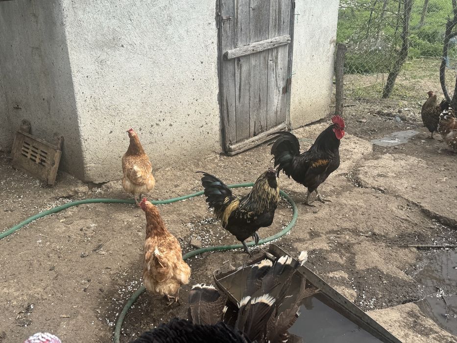 Петли и яйца от съответните кокошки и мисирки  на снимките