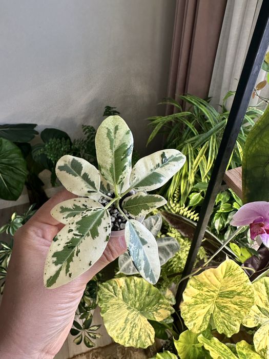 Продам Фикус Рубигиноза