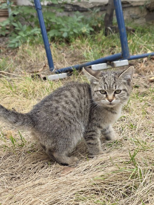 отдам котята в добрые руки