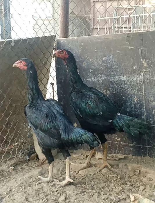 Дәкән тауықтар сатылады