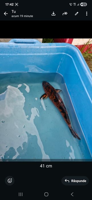 Crap  koi maturi