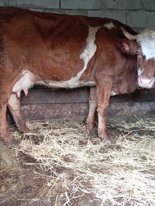 Vând vacă de 7 ani bună de lapte