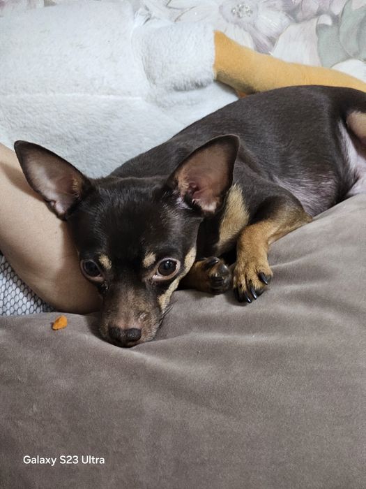 Вязка шоколадный той терьер