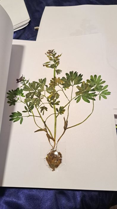 Ierbare botanice personalizate
