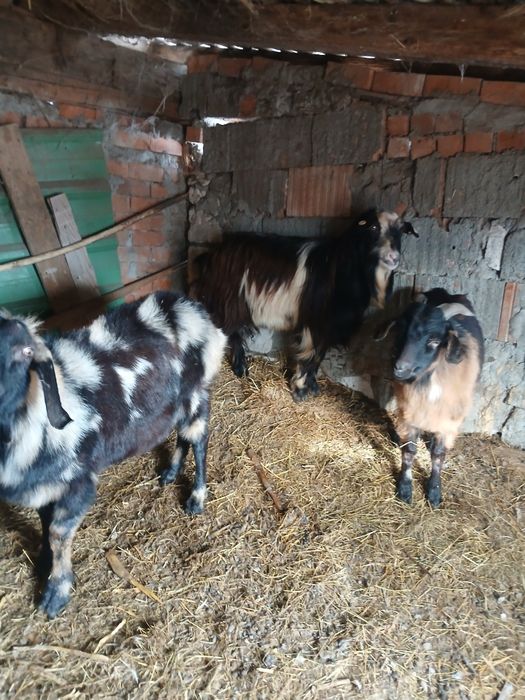 Vând 4 țapi sau schimb cu cereale