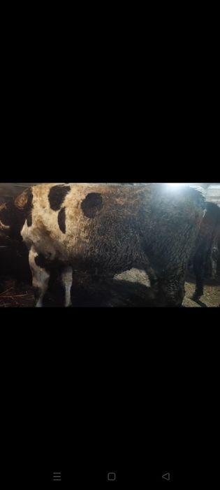 Продам быков. С. Озерное