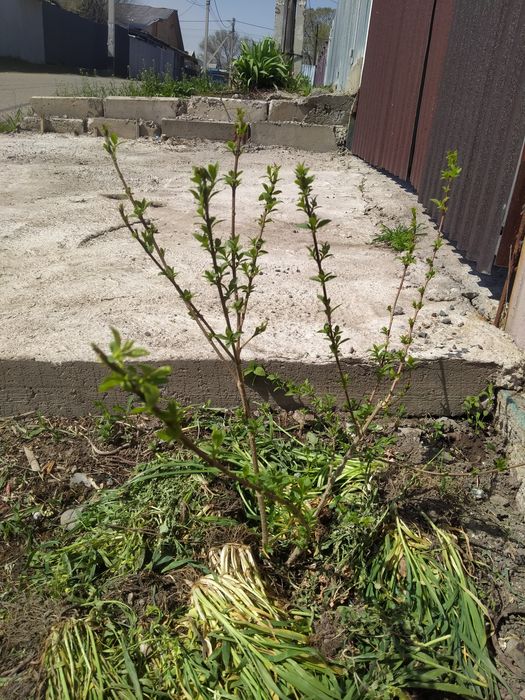 Форзиция сорт кумсом