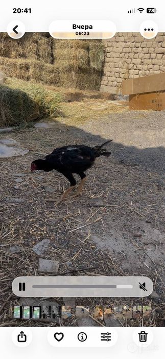 Dakan joja xorozlar sotilad