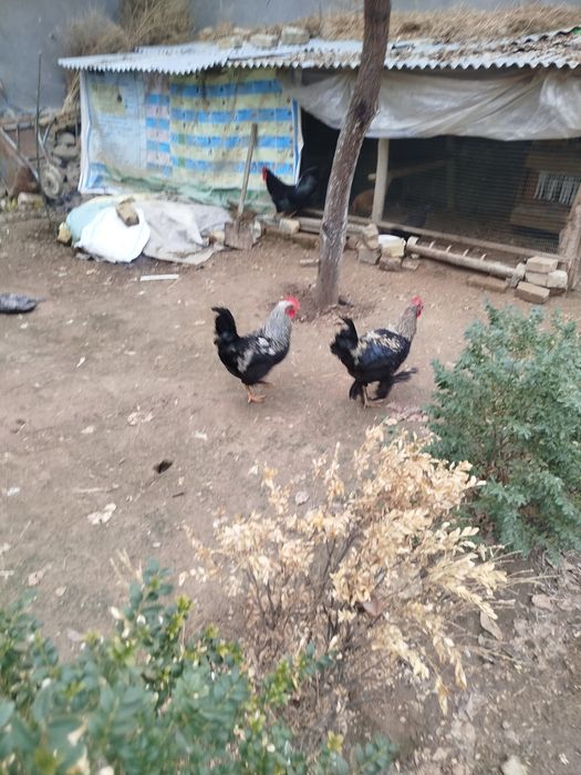 Домашний хурозлар сотилади