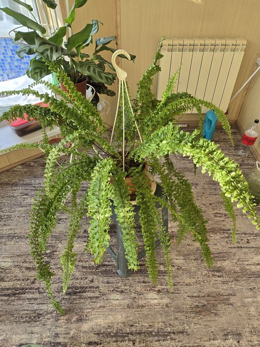 Продам папоротники