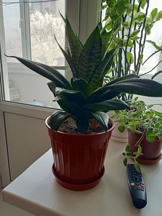 Цветы, цветы продам