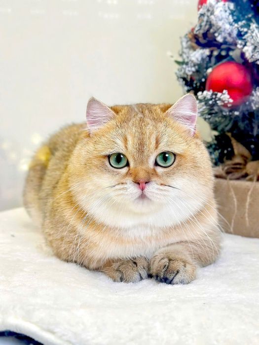 Вязка манчкин Цезарь