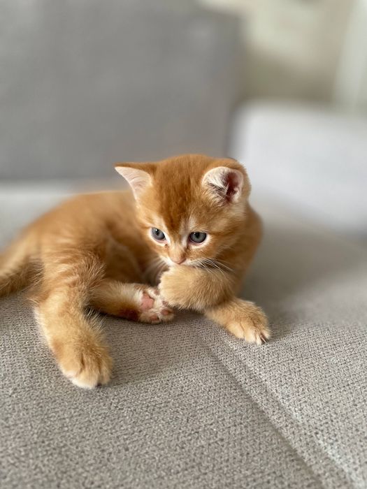 Котята на продаже