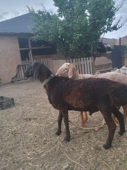 Продам Барашка Вабанш