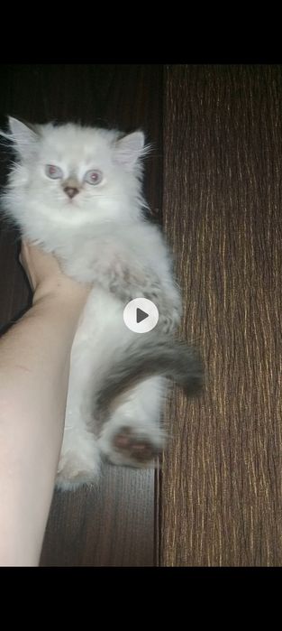 Будущий аристократ, голубых кровей , Скоттиш Страйт Хайленд колорПоинт