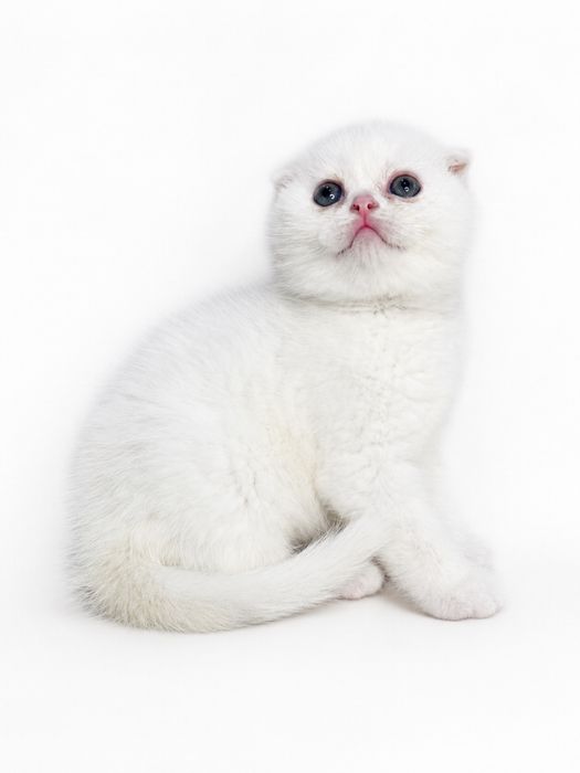 Продаются котята Шотландской породы! Уступлю!