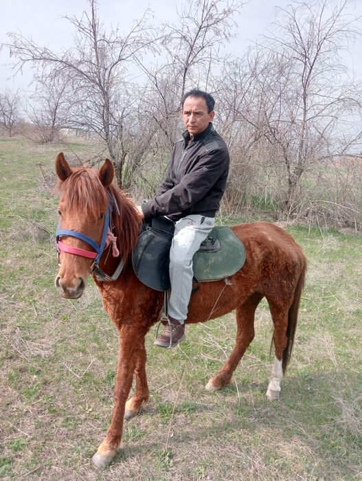 Продам кабылу жеребая