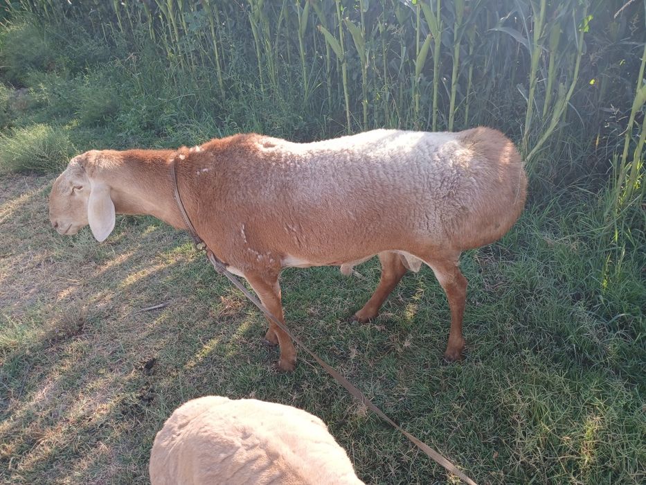 Qõchqor zoti edilbay