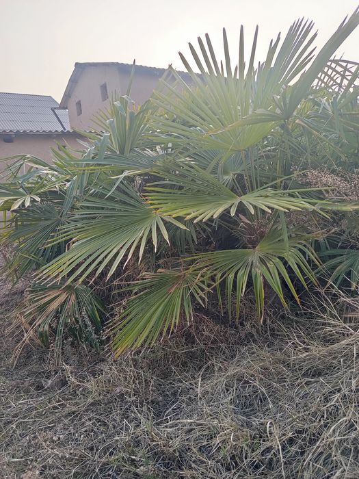 Kalonavidniy tuya bn palma sotiladi