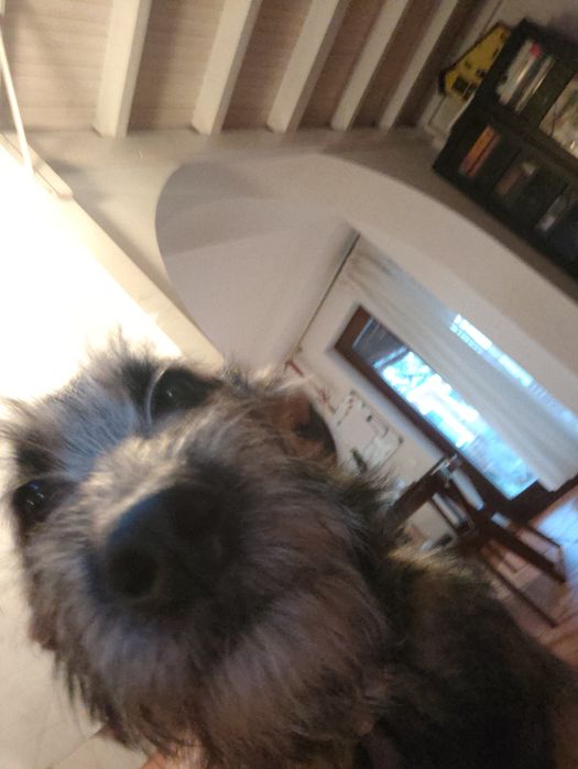 Donez pui femelă cățel