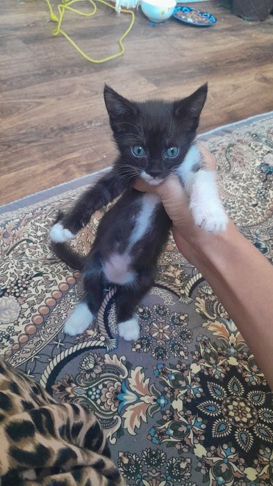 Домашние котенки