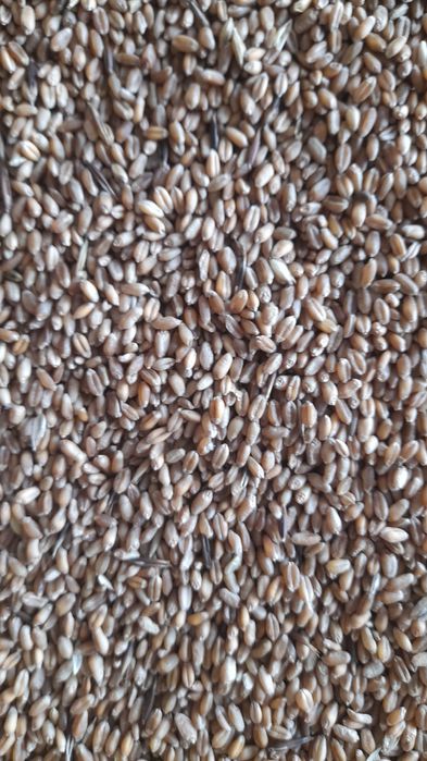 Продам  пшеницу в мешках