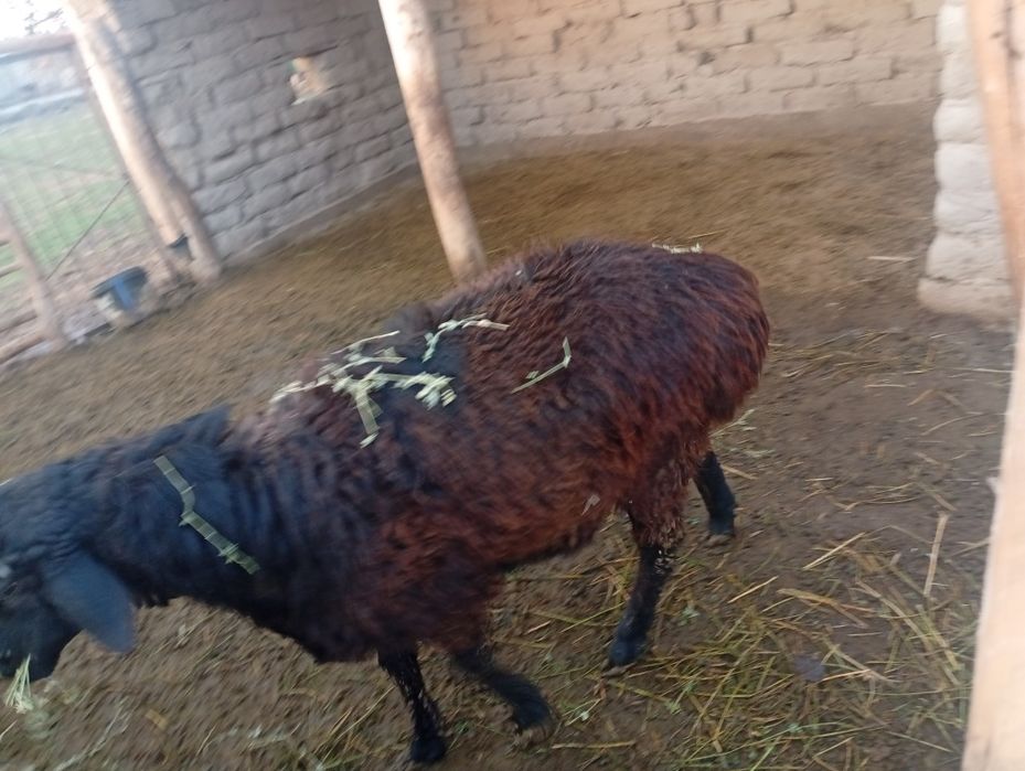 Tagal sotiladi sogʻlom