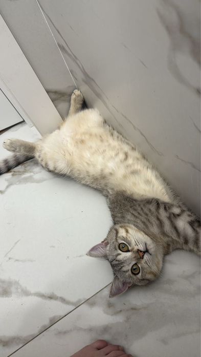 Отдам в добрые руки котенок !
